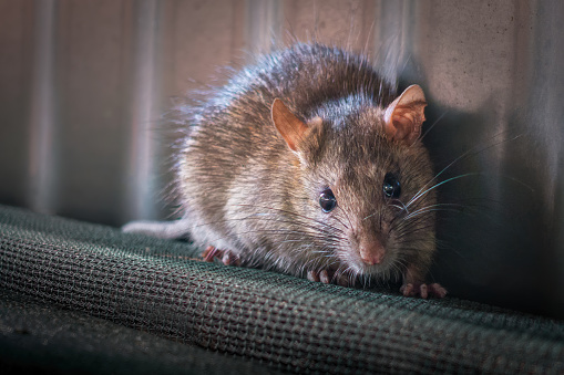 A Brown Rat (Rattus norvegicus) looks at the camera, caught by surprise.