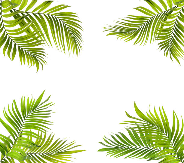 istock green palm leaf on white for summer background 1707040548