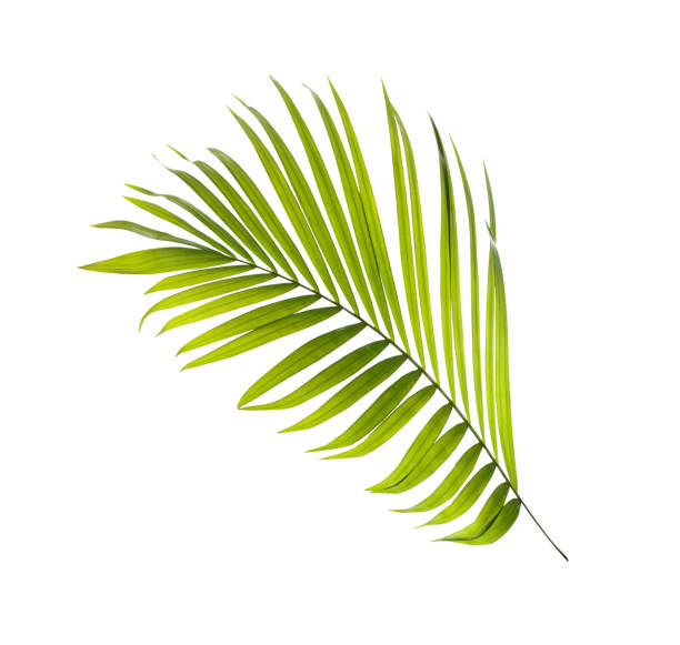 istock Green leaf of palm tree on white background 1707040581