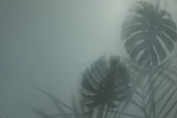 istock Shadow of tropical plants on light background, space for text 1707045853