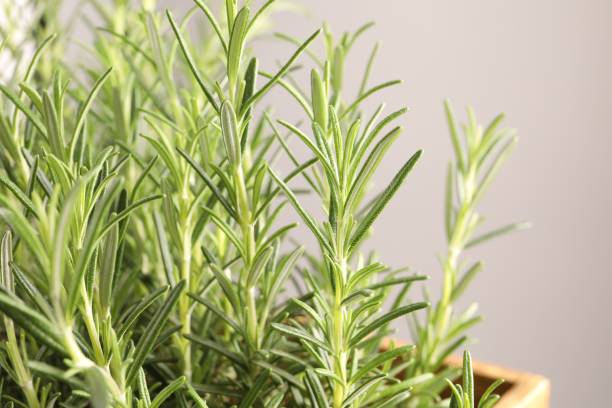 istock Aromatic green rosemary on light gray background, closeup 1707045854