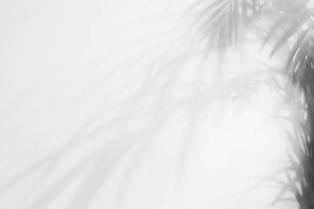 istock Shadow of tropical plant branches on light background 1707045879