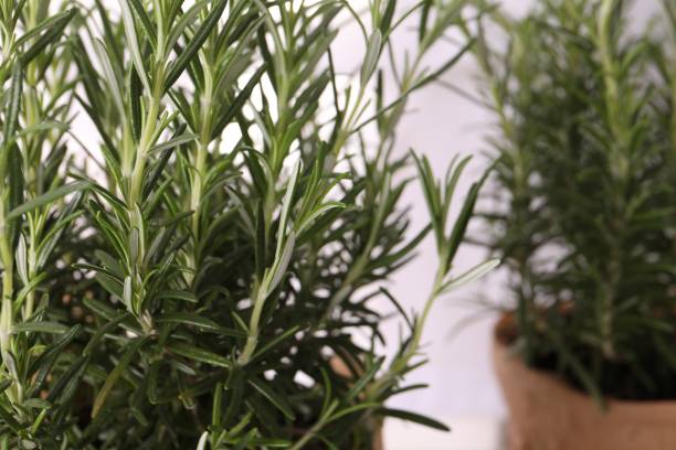 istock Aromatic green rosemary on white background, closeup 1707045906