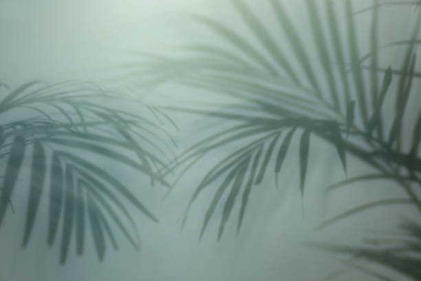 istock Shadow of tropical plant branches on light background 1707045925