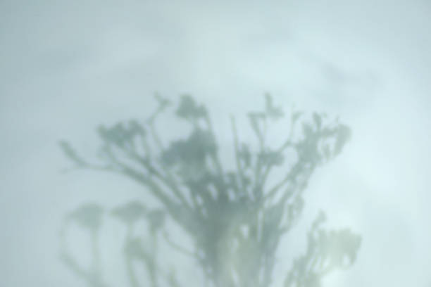 istock Shadow of beautiful plant on light background 1707045927