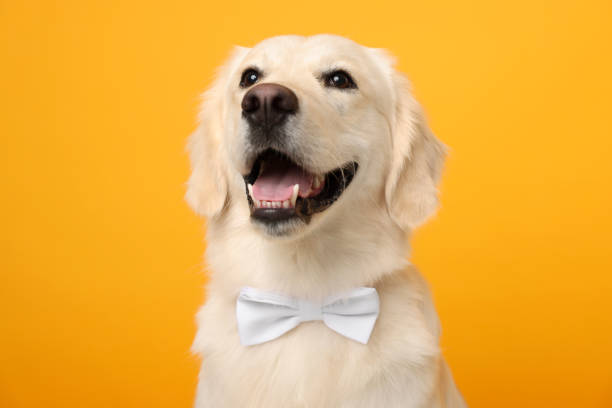 istock Cute Labrador Retriever dog with bow tie on yellow background 1707045982