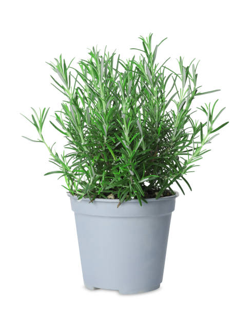 istock Aromatic green rosemary in pot isolated on white 1707046172