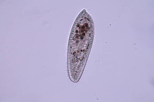 istock Paramecium is a genus of unicellular ciliated protozoan and Bacterium under the microscope. 1707046360