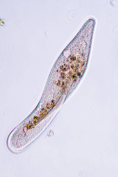 istock Paramecium is a genus of unicellular ciliated protozoan and Bacterium under the microscope. 1707046377