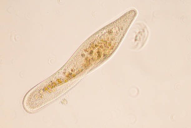 istock Paramecium is a genus of unicellular ciliated protozoan and Bacterium under the microscope. 1707046387