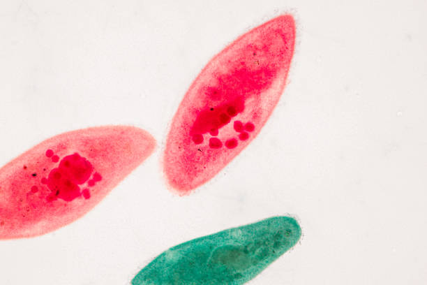 Paramecium caudatum is a genus of unicellular ciliated protozoan and Bacterium under the microscope.