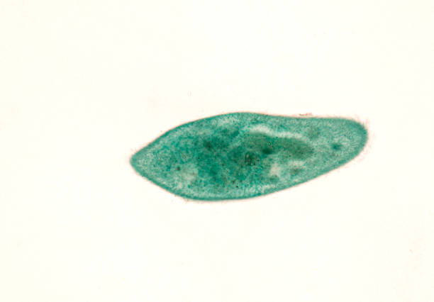 Paramecium caudatum is a genus of unicellular ciliated protozoan and Bacterium under the microscope.