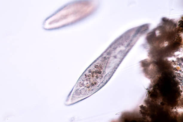 istock Paramecium is a genus of unicellular ciliated protozoan and Bacterium under the microscope. 1707046403