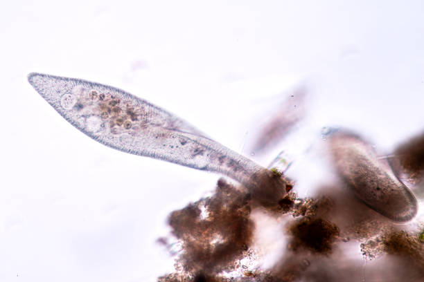istock Paramecium is a genus of unicellular ciliated protozoan and Bacterium under the microscope. 1707046404