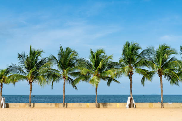 free-picture-big-palm-tree-on-beach-with-crowd-in-summer-season