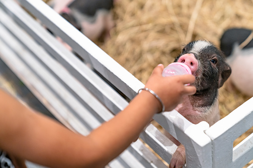 feeding pig with milk bottle