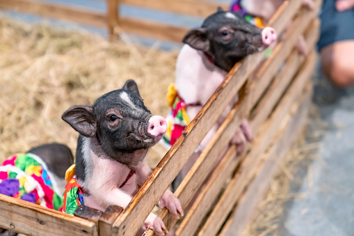 miniature pigs in the farm