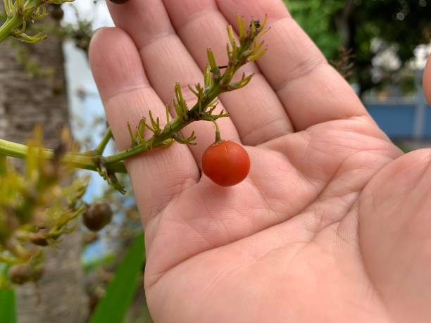 istock Dracaena loureiri Gagnep Seed 1707050411