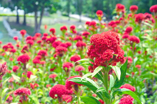 red cockscomb flowers in the garden