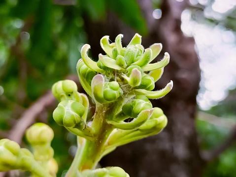 Olive leaves are composed of feather-shaped leaves with odd tips, arranged in a circular pattern, with 7-9 leaflets.