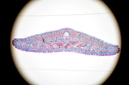 Backgrounds of Characteristics Tissue Tongue, Small intestine of Cat and Tissue of Esophagus rabbit under microscope.