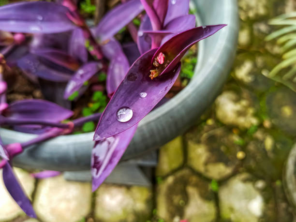 istock Purple Elegance: Close-Up of Water Droplets on a Leaf 1707130934