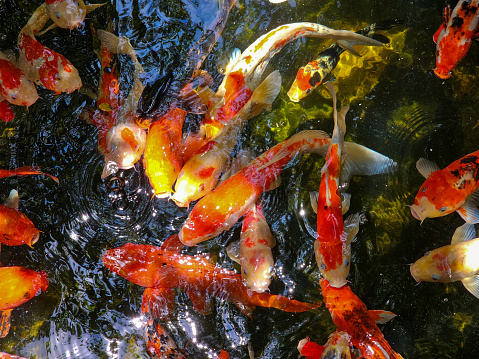 Colorful Koi fish are competing for food in the lake