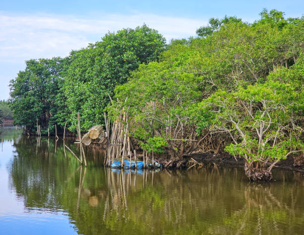 istock Ru Cha mangrove forest, Thua Thien Hue province 1707142765