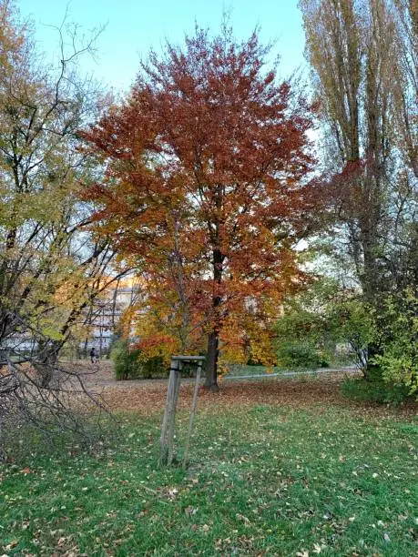 A park with a vibrant-colored tree in the background