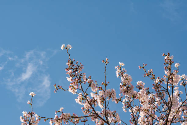 istock Spring landscape. Blue sky and pink cherry blossoms. 1707164894
