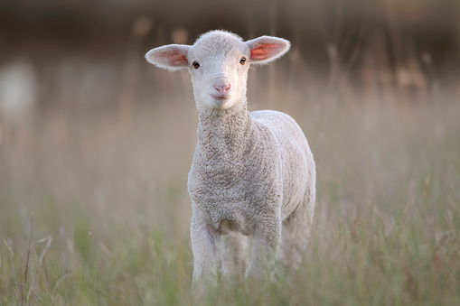 Lambing time in the Yorkshire Dales.  Close up of one cute, newborn lamb facing forward in lush green field. Clean background with  copy Space.  Horizontal.