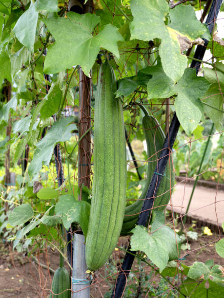 istock Cultivation of loofah 1707178287