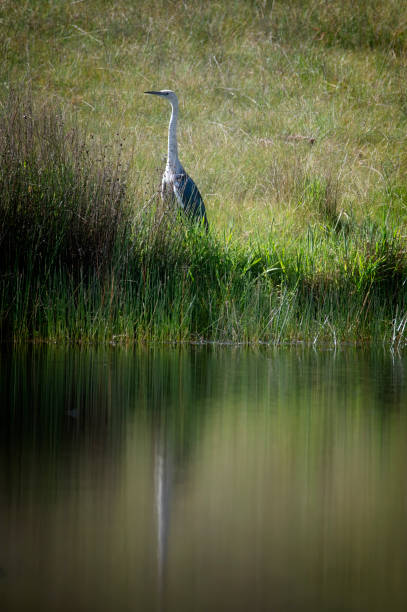 White-necked Heron by a pond