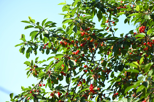 Closeup of ripe sweet cherries on tree branches in green foliage. High resolution photo. Selective focus.