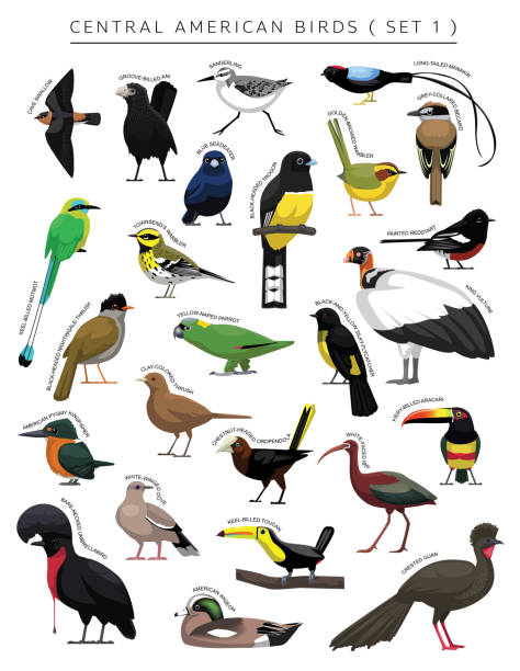 Central American Birds Set Cartoon Vector Character 1 Animal Cartoon EPS10 File Format sanderling calidris alba stock illustrations