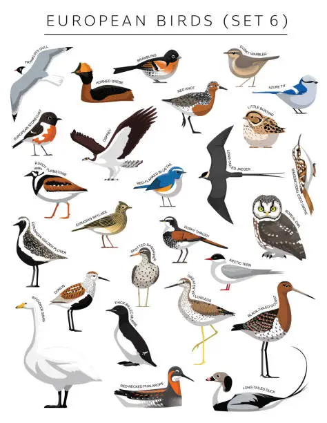 Vector illustration of European Birds Set Cartoon Vector Character 6