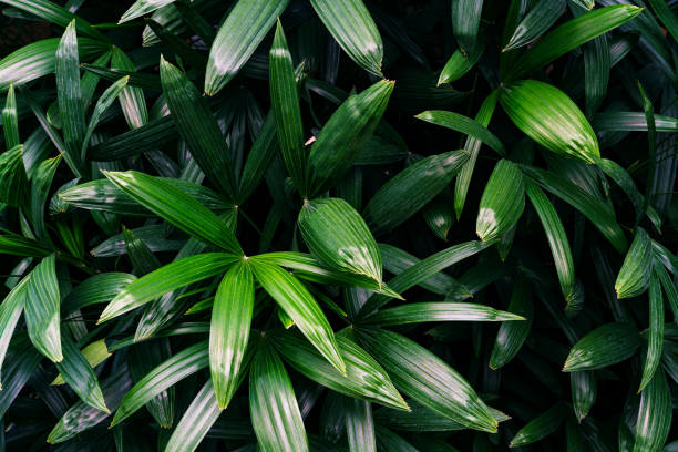 patrón de hojas verdes, palmera de la dama de la hoja en el bosque - tropical rainforest rainforest tropical climate formal garden fotografías e imágenes de stock