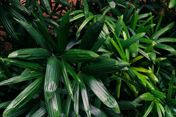 patrón de hojas verdes, palmera de la dama de la hoja en el bosque - tropical rainforest rainforest tropical climate formal garden fotografías e imágenes de stock