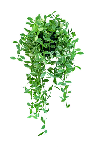 istock green leaves pattern,leaf Dischidia nummularia Variegata isolated on white background 1707202521