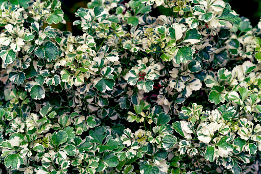 Green leaves pattern,leaf Ming Aralia tree in the garden