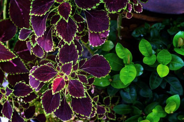 colorful leaves pattern,leaf coleus or painted nettle in the garden