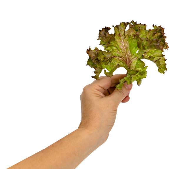 istock hand holding red coral fresh lettuce leaves isolated on white background 1707203123