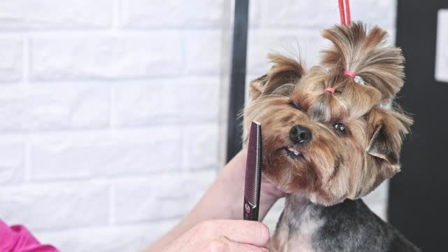 Groomer with straight scissors shankers removes excess hair from a Yorkshire terrier dog on the muzzle