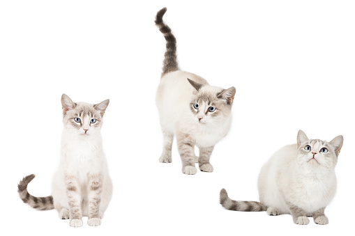set of cute cats isolated