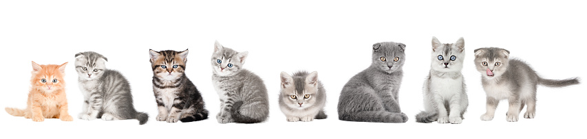 set of cute cats isolated