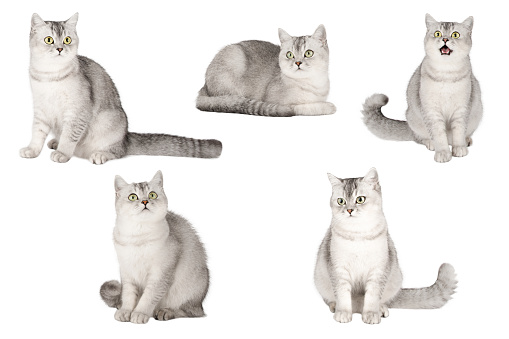 set of cute cats isolated