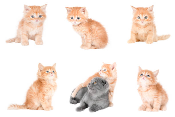 set of cute cats isolated