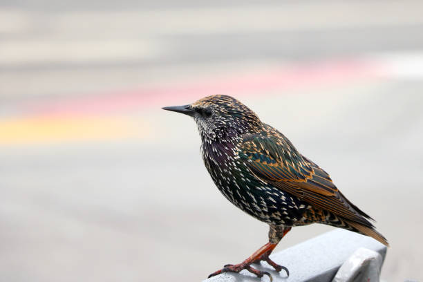 istock Beautiful bright little bird in the wild. 1707266525