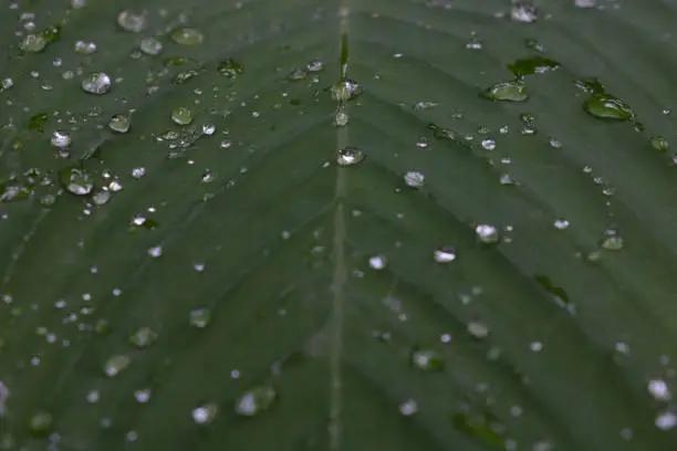 Photo of Close-up of a green sheet with drops of water after the rain.