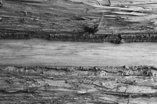 In Western Colorado Black and White Photography of Rough Rustic Wood Posts with dry pine needles scattered on the surface (Shot with Canon 5DS 50.6mp photos professionally retouched - Lightroom / Photoshop - original size 5792 x 8688 downsampled as needed for clarity and select focus used for dramatic effect)
